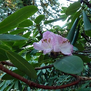 Rhododendron vernicosum unspecified picture