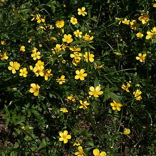 Ranunculus lappaceus unspecified picture