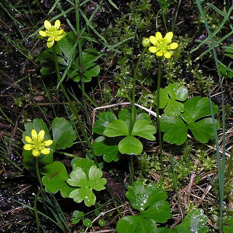 Ranunculus lapponicus unspecified picture