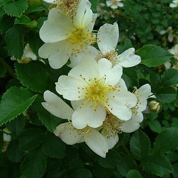 Rosa fujisanensis unspecified picture