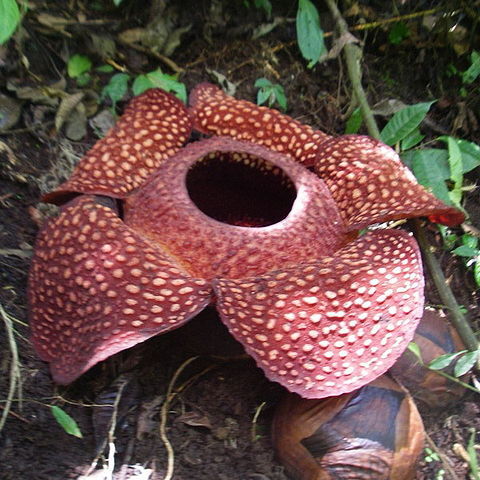 Rafflesia unspecified picture