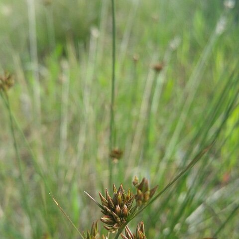 Juncus occidentalis unspecified picture