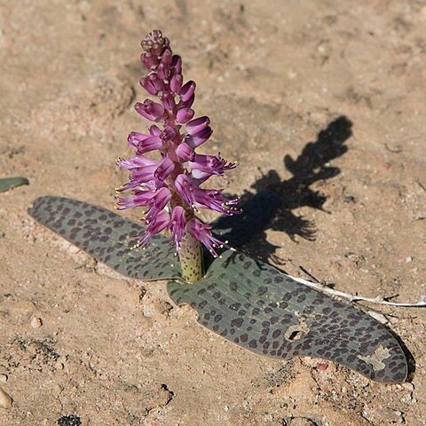 Lachenalia nardousbergensis unspecified picture