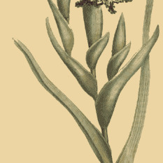 Ferraria unspecified picture