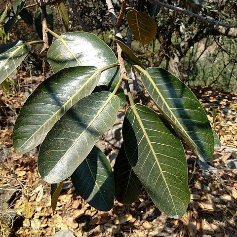 Ficus trigonata unspecified picture