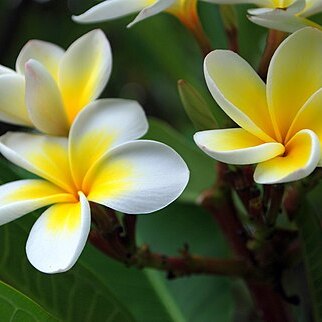 Plumeria unspecified picture