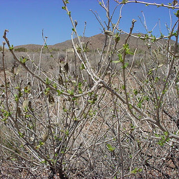 Flourensia cernua unspecified picture