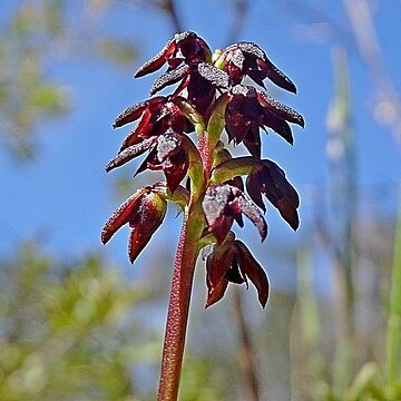 Genoplesium vernale unspecified picture