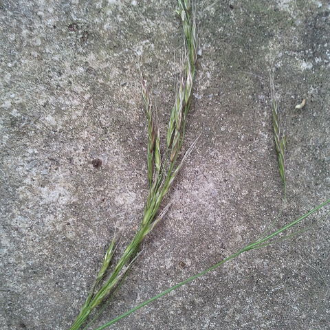 Festuca gigantea unspecified picture