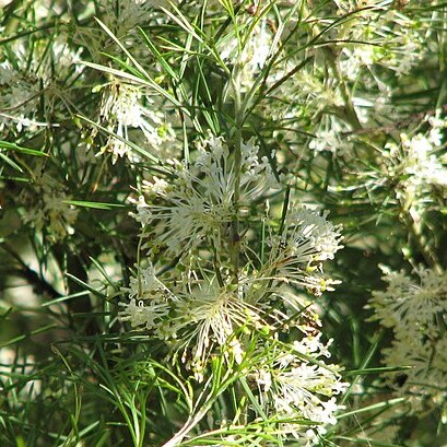 Grevillea corrugata unspecified picture