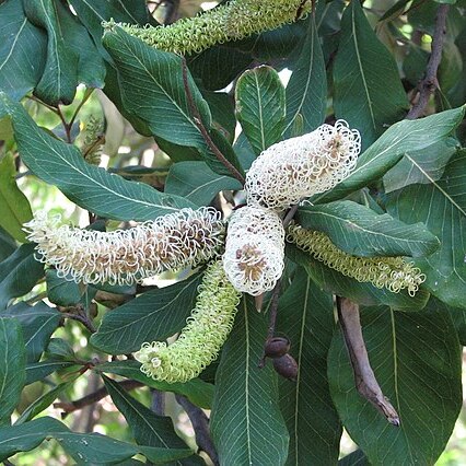 Grevillea hilliana unspecified picture