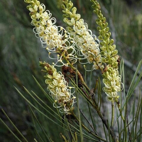 Grevillea candicans unspecified picture