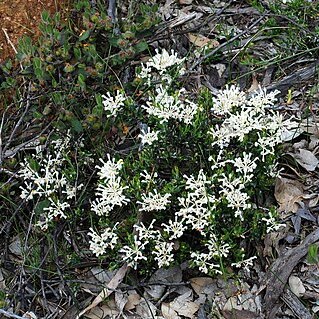 Grevillea candolleana unspecified picture