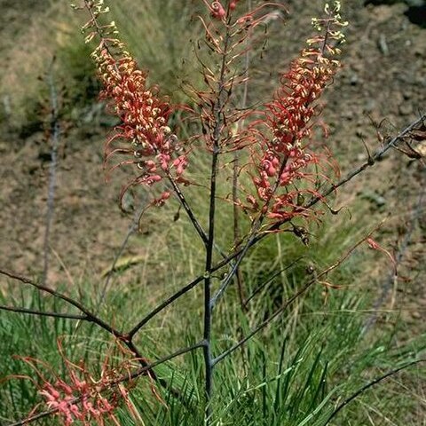 Grevillea dryandri unspecified picture