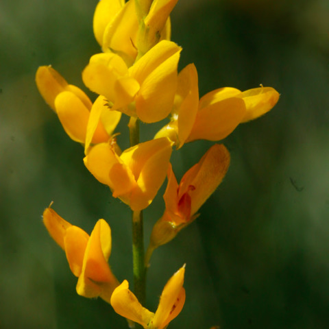 Genista demarcoi unspecified picture