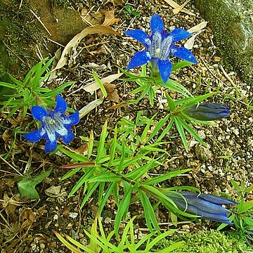 Gentiana paradoxa unspecified picture