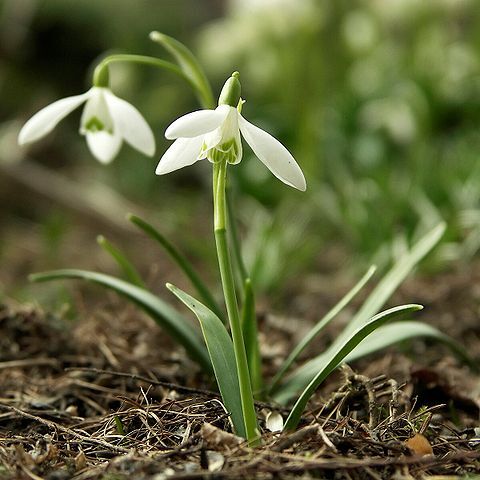 Galanthus unspecified picture