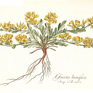 Genista humifusa unspecified picture