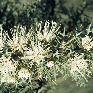 Hakea lasiocarpha unspecified picture