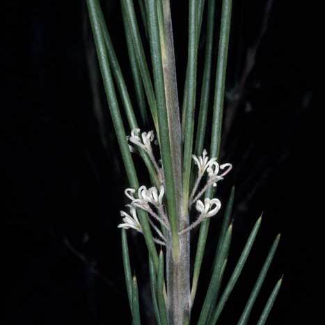 Hakea macrorrhyncha unspecified picture