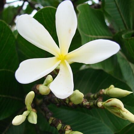 Himatanthus obovatus unspecified picture