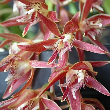 Macradenia multiflora unspecified picture