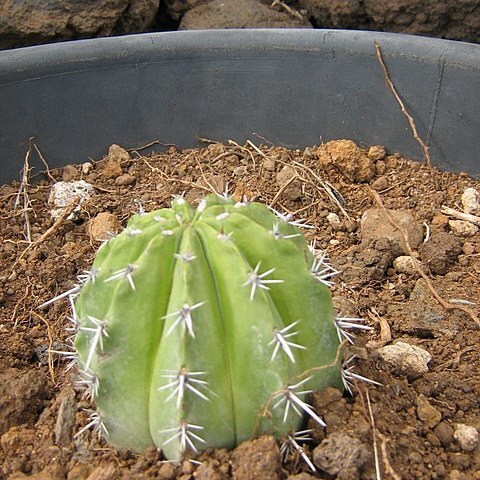 Melocactus andinus unspecified picture