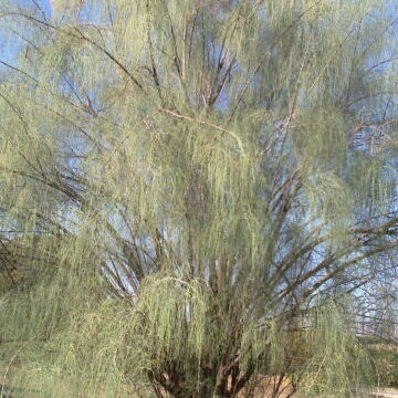 Moringa peregrina unspecified picture