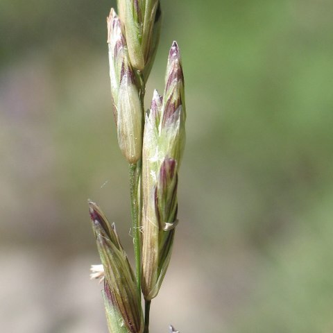 Melica californica unspecified picture