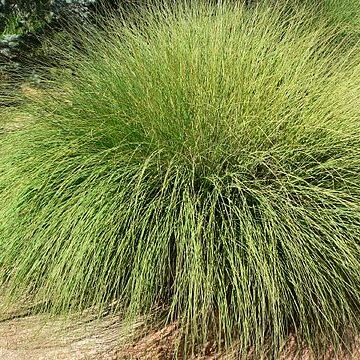 Muhlenbergia unspecified picture