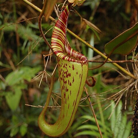 Nepenthes hurrelliana unspecified picture