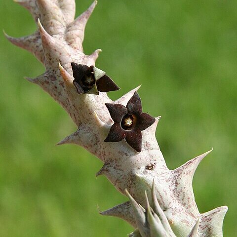 Orbea decaisneana unspecified picture