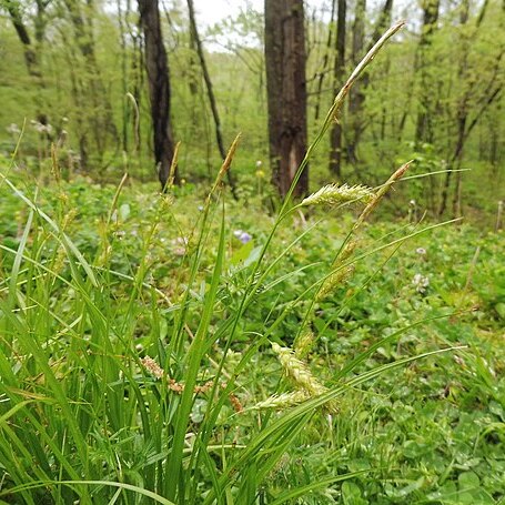 Carex cherokeensis unspecified picture