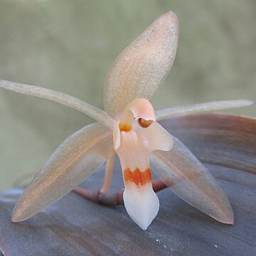 Coelogyne kelamensis unspecified picture