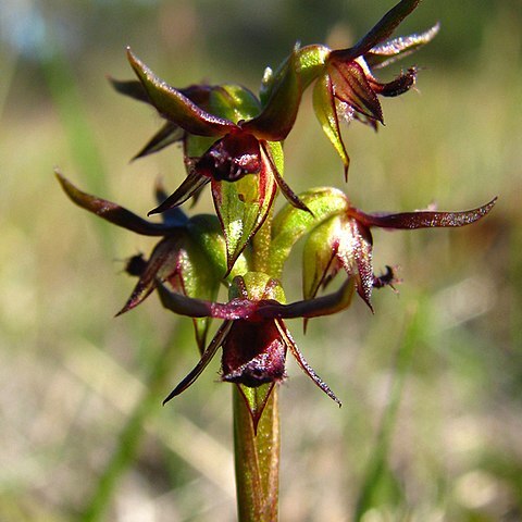 Genoplesium archeri unspecified picture