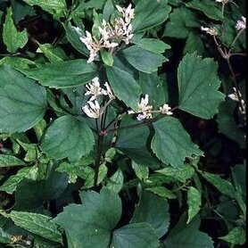 Clematis psilandra unspecified picture