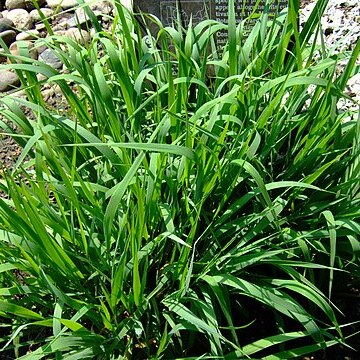 Calamagrostis insperata unspecified picture