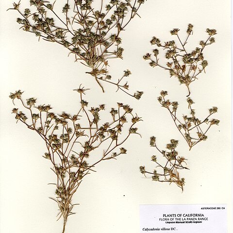 Calycadenia unspecified picture