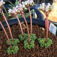 Crassula alcicornis unspecified picture