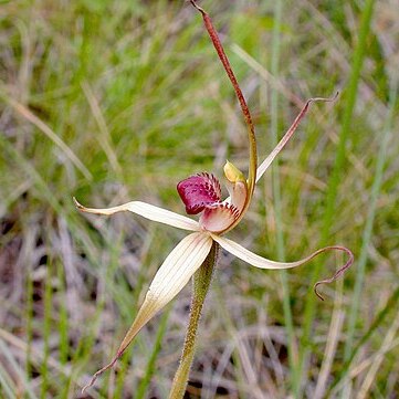 Caladenia australis unspecified picture