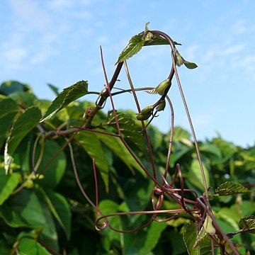 Cissus antarctica unspecified picture