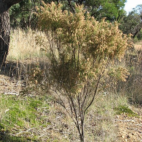 Cassinia arcuata unspecified picture