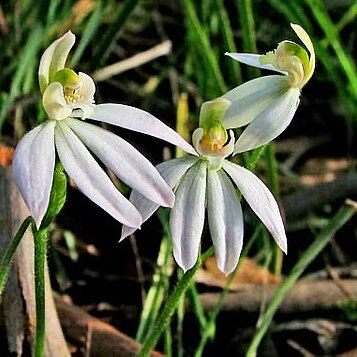 Caladenia prolata unspecified picture