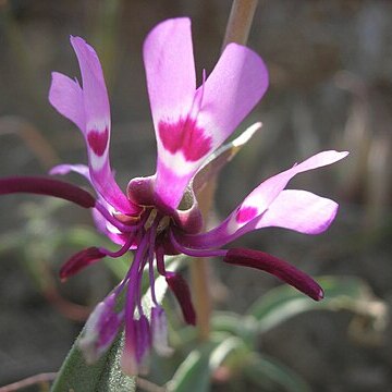 Clarkia xantiana unspecified picture