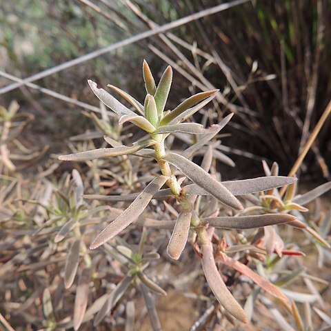 Crassula cymosa unspecified picture