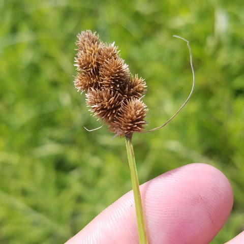 Carex cristatella unspecified picture