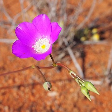 Calandrinia eremaea unspecified picture