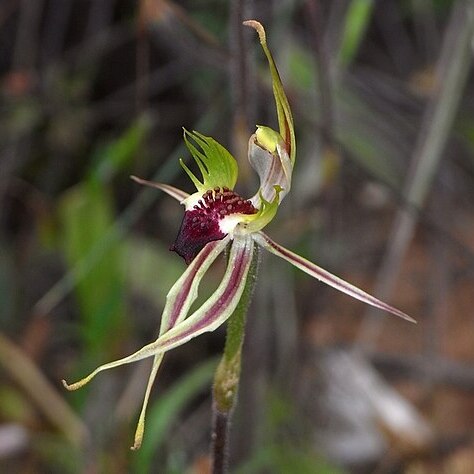 Caladenia verrucosa unspecified picture