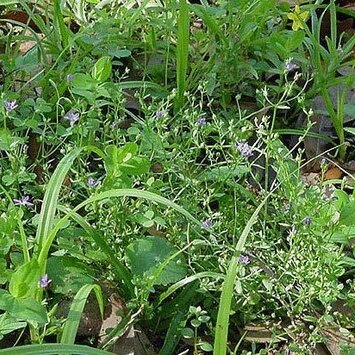 Campanula robinsiae unspecified picture