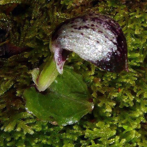 Corybas cheesemanii unspecified picture